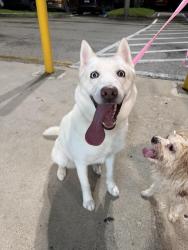 Found/Stray Female Dog last seen Near N University Dr Sunrise, FL 33351 United States, Sunrise, FL 33351