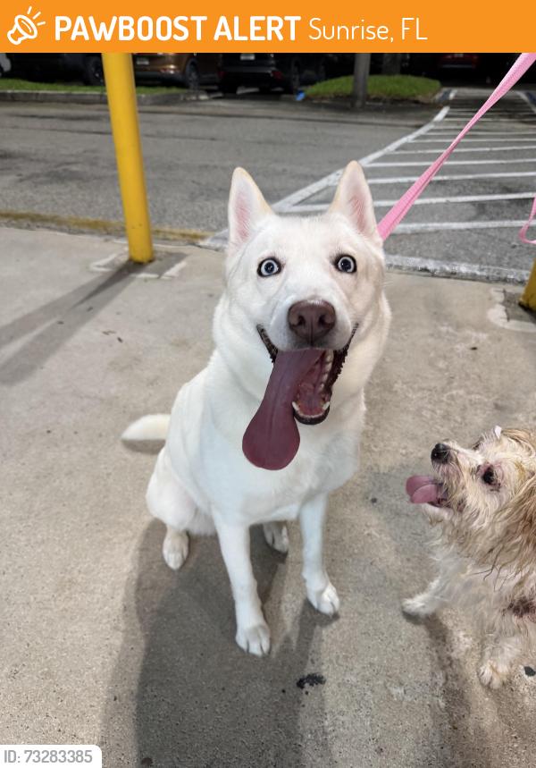 Found/Stray Female Dog last seen Near N University Dr Sunrise, FL 33351 United States, Sunrise, FL 33351