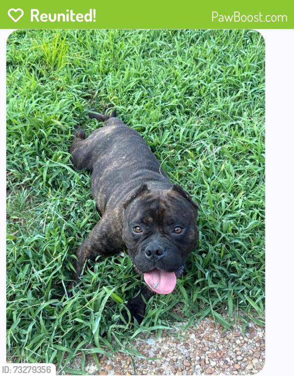 Reunited Male Dog last seen Harbor lights drive and tinney place, Nashville, TN 37217