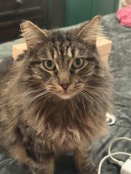 Found/Stray Female Cat last seen Slauson Ave, Los Angeles, CA 90056