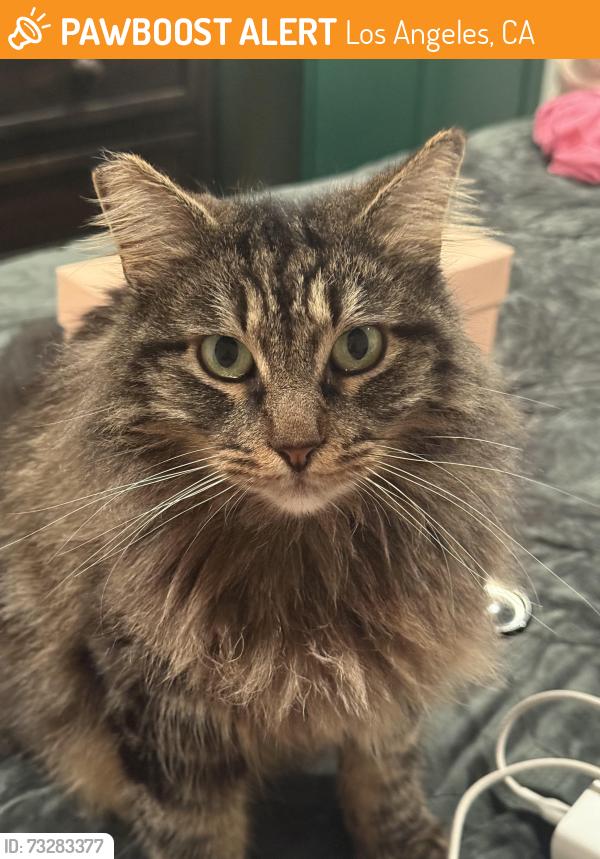 Found/Stray Female Cat last seen Slauson Ave, Los Angeles, CA 90056