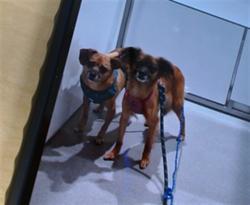 Shelter Stray Female Dog last seen , 1419 Bryant St, San Francisco, CA 94103, USA