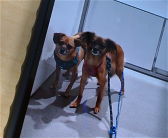Shelter Stray Female Dog last seen , 1419 Bryant St, San Francisco, CA 94103, USA