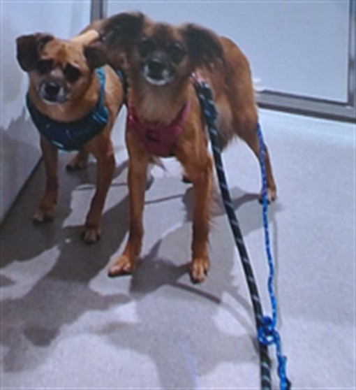 Shelter Stray Male Dog last seen , 1419 Bryant St, San Francisco, CA 94103, USA