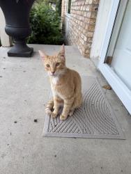 Found/Stray Unknown Cat last seen 19th Ave & peony, Minneapolis, MN 55447