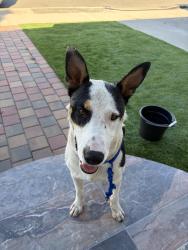 Found/Stray Male Dog last seen Joyce, Hayward, CA 94544