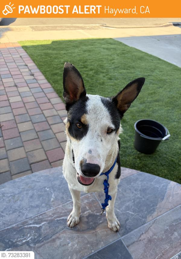 Found/Stray Male Dog last seen Joyce, Hayward, CA 94544