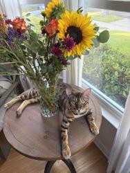 Lost Male Cat last seen South Weddington park, Los Angeles, CA 91601