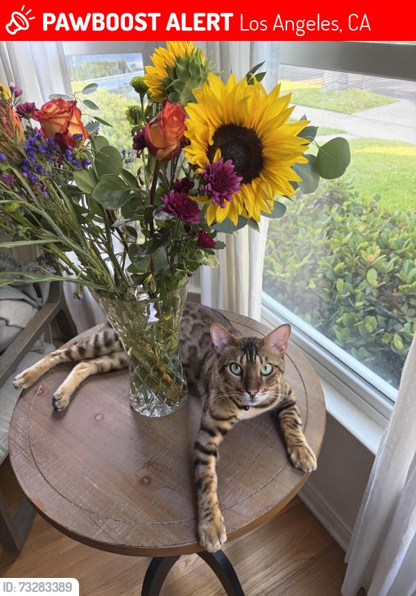 Lost Male Cat last seen South Weddington park, Los Angeles, CA 91601