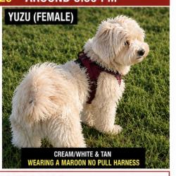 Reunited Female Dog last seen Forest creek ct - Saratoga Creek park, San Jose, CA 95129