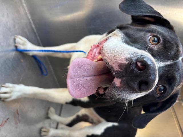 Shelter Stray Male Dog last seen Near BLOCK 292ND AVE NE, DUVALL WA 98019, 21615 64th Ave S, Kent, WA 98032, USA