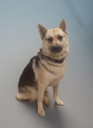 Shelter Stray Female Dog last seen , 38550 Sierra Hwy, Palmdale, CA 93550, USA
