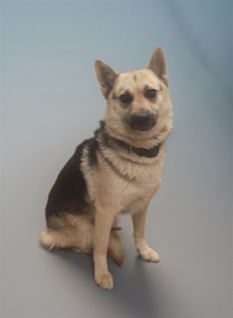 Shelter Stray Female Dog last seen , 38550 Sierra Hwy, Palmdale, CA 93550, USA