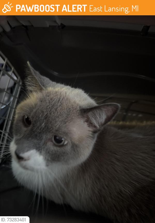 Found/Stray Male Cat last seen Near Lexington Ave, East Lansing, MI 48823