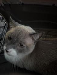 Found/Stray Male Cat last seen Near Lexington Ave, East Lansing, MI 48823