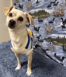 Shelter Stray Female Dog last seen , 38550 Sierra Hwy, Palmdale, CA 93550, USA