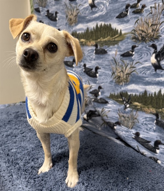 Shelter Stray Female Dog last seen , 38550 Sierra Hwy, Palmdale, CA 93550, USA