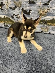 Shelter Stray Female Dog last seen , 38550 Sierra Hwy, Palmdale, CA 93550, USA