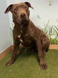 Shelter Stray Male Dog last seen , 38550 Sierra Hwy, Palmdale, CA 93550, USA