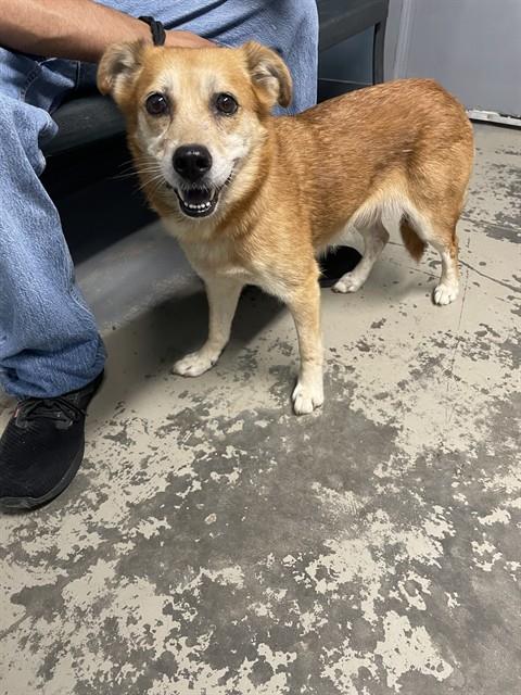 Shelter Stray Female Dog last seen Near BLOCK MICCOSUKEE TRCE, TALLAHASSEE FL 32309, 1125 Easterwood Dr, Tallahassee, FL 32311, USA