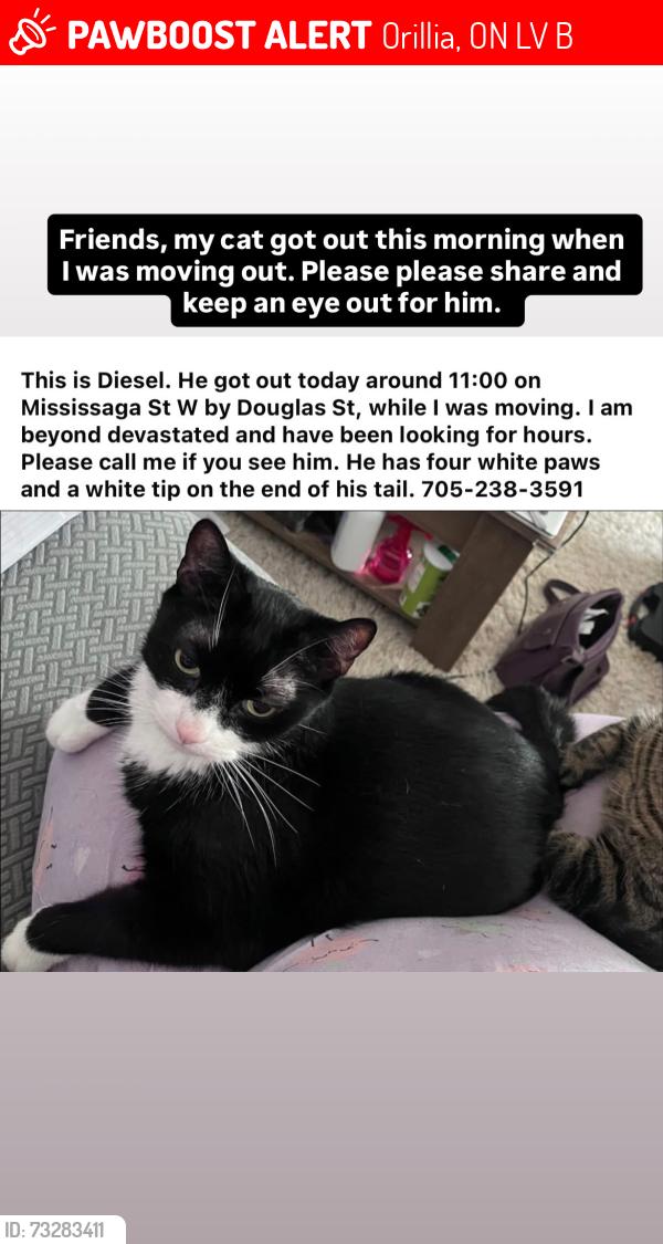 Lost Male Cat last seen Mississaga St and Douglas St, Orillia, ON L3V 3B8