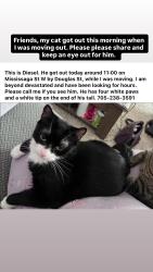 Lost Male Cat last seen Mississaga St and Douglas St, Orillia, ON L3V 3B8
