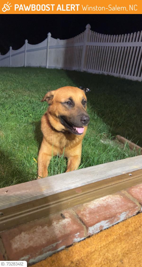 Found/Stray Male Dog last seen Mid Salem and Stratford Lake, Winston-Salem, NC 27103