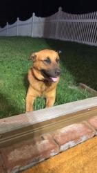 Found/Stray Male Dog last seen Mid Salem and Stratford Lake, Winston-Salem, NC 27103