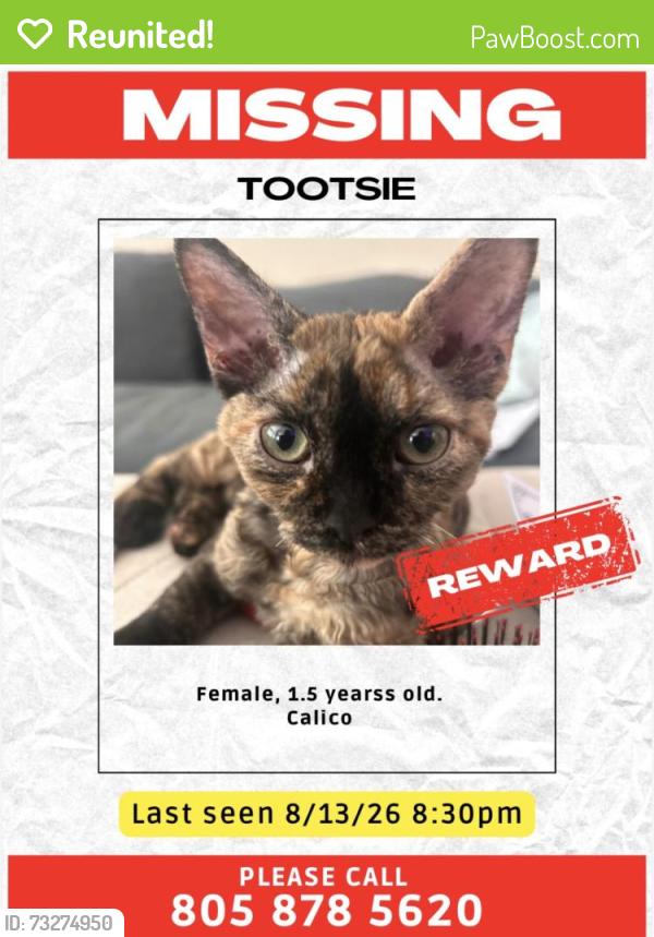 Reunited Female Cat last seen Crestview, Camarillo, CA 93010