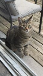 Found/Stray Female Cat last seen Marley crescent and ramshaw crescent, Milton, ON 