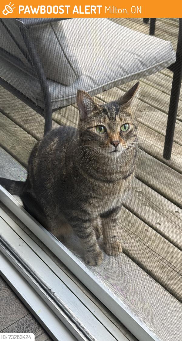 Found/Stray Female Cat last seen Marley crescent and ramshaw crescent, Milton, ON 