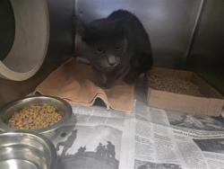 Shelter Stray Unknown Cat last seen Near Honey Bee rd, Jarrell, Williamson County, TX, 1855 SE Inner Loop, Georgetown, TX 78626, USA