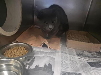 Shelter Stray Unknown Cat last seen Near Honey Bee rd, Jarrell, Williamson County, TX, 1855 SE Inner Loop, Georgetown, TX 78626, USA