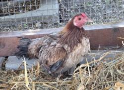 Shelter Stray Female Hen last seen Near ATLAS RD, City of Cedar Park, TX, 1855 SE Inner Loop, Georgetown, TX 78626, USA