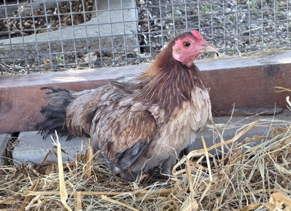 Shelter Stray Female Hen last seen Near ATLAS RD, City of Cedar Park, TX, 1855 SE Inner Loop, Georgetown, TX 78626, USA