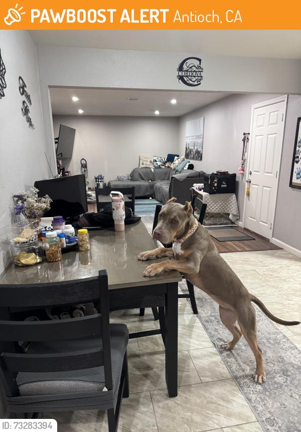 Found/Stray Female Dog last seen Rio Grande Dr. and Mission Dr., Antioch, CA 94509