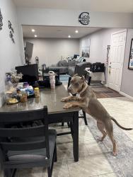 Found/Stray Female Dog last seen Rio Grande Dr. and Mission Dr., Antioch, CA 94509