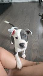 Shelter Stray Male Dog last seen Near napoleon dr, Atlanta, GA, 1251 Fulton Industrial Blvd NW, Atlanta, GA 30336, USA