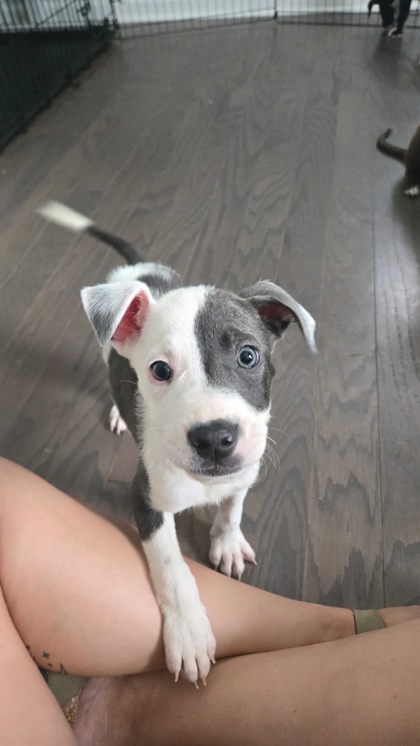 Shelter Stray Male Dog last seen Near napoleon dr, Atlanta, GA, 1251 Fulton Industrial Blvd NW, Atlanta, GA 30336, USA