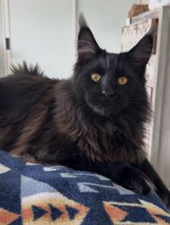 Reunited Male Cat last seen Warner/ Bolsa Chica, Huntington Beach, CA 92649