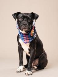 Shelter Stray Male Dog last seen Near Connally Dr, Atlanta, GA, 1251 Fulton Industrial Blvd NW, Atlanta, GA 30336, USA