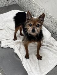 Shelter Stray Male Dog last seen Near ARLINGTON CIR NW, Atlanta, GA, 1251 Fulton Industrial Blvd NW, Atlanta, GA 30336, USA