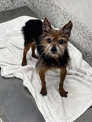 Shelter Stray Male Dog last seen Near ARLINGTON CIR NW, Atlanta, GA, 1251 Fulton Industrial Blvd NW, Atlanta, GA 30336, USA