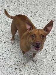 Shelter Stray Male Dog last seen Near Burdett Rd, College Park, GA, 1251 Fulton Industrial Blvd NW, Atlanta, GA 30336, USA