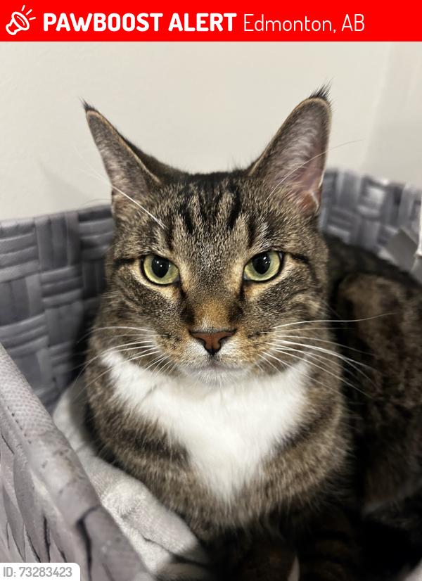 Lost Male Cat last seen Keswick Neighborhood, Edmonton, AB 