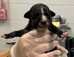 Shelter Stray Male Dog last seen Near Hardesty Ave, 64127, MO, 7077 Elmwood Ave, Kansas City, MO 64132, USA