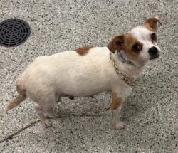 Shelter Stray Female Dog last seen 43rd St and Sterling Rd, KCMO, 64129, 64129, MO, 7077 Elmwood Ave, Kansas City, MO 64132, USA