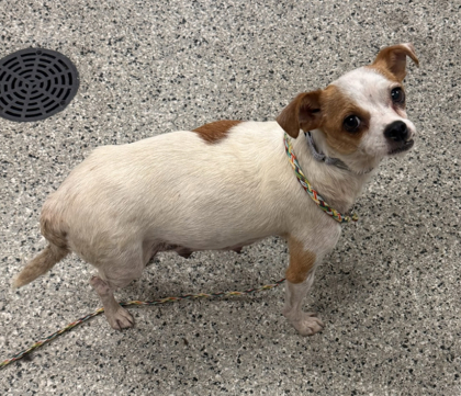 Shelter Stray Female Dog last seen 43rd St and Sterling Rd, KCMO, 64129, 64129, MO, 7077 Elmwood Ave, Kansas City, MO 64132, USA