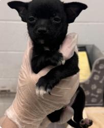 Shelter Stray Female Dog last seen 43rd St and Sterling Rd, KCMO, 64129, 64129, MO, 7077 Elmwood Ave, Kansas City, MO 64132, USA