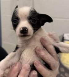 Shelter Stray Male Dog last seen 43rd St and Sterling Rd, KCMO, 64129, 64129, MO, 7077 Elmwood Ave, Kansas City, MO 64132, USA